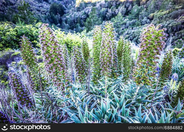 Echium vulgare flowers near muir woods california