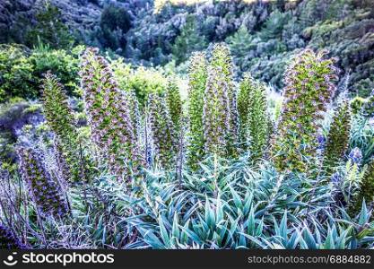 Echium vulgare flowers near muir woods california