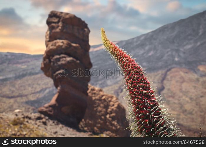 Echium wildpretii .Famous Finger Of God rock in Teide national park. Tenerife island - Canary, Spain