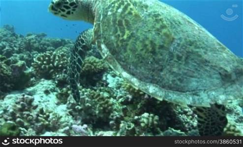 Echte Karettschildkr?te (Eretmochelys imbricata), hawksbill turtles, am Korallenriff.