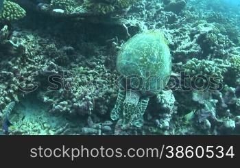 Echte Karettschildkr?te (Eretmochelys imbricata), hawksbill turtles,bei der Nahrungssuche, am Korallenriff.