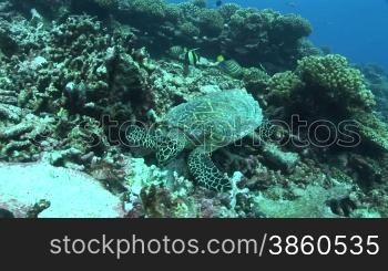 Echte Karettschildkr?te (Eretmochelys imbricata), hawksbill turtles,bei der Nahrungssuche, am Korallenriff.