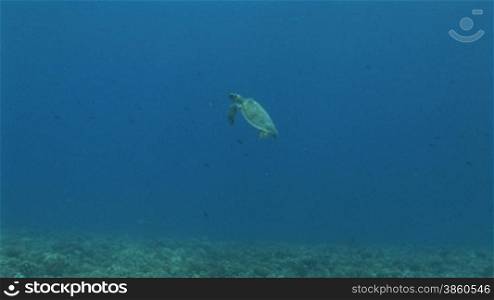 Echte Karettschildkr?te (Eretmochelys imbricata), hawksbill turtles, mit Schwimmbewegungen.