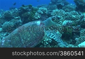 Echte Karettschildkr?te (Eretmochelys imbricata), hawksbill turtles, mit Schwimmbewegungen, am Korallenriff.
