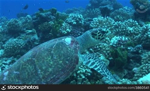 Echte Karettschildkr?te (Eretmochelys imbricata), hawksbill turtles, mit Schwimmbewegungen, am Korallenriff.