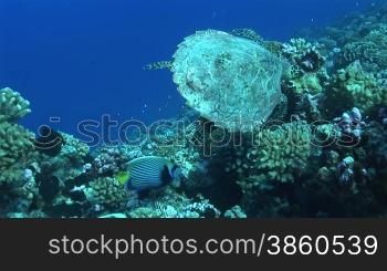 Echte Karettschildkr?te (Eretmochelys imbricata), hawksbill turtles,rollt ihren K?rper, am Korallenriff.
