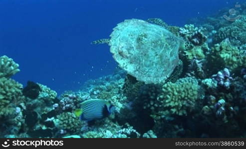 Echte Karettschildkr?te (Eretmochelys imbricata), hawksbill turtles,rollt ihren K?rper, am Korallenriff.