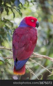 eclectic parrot, eclectus roratus hung on a stick