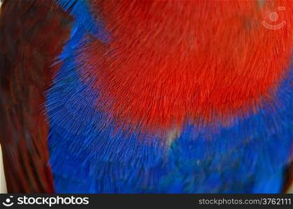 Eclectus parrot feather