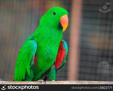 "Eclectus parrot, Scientific name "Eclectus roratus" bird"