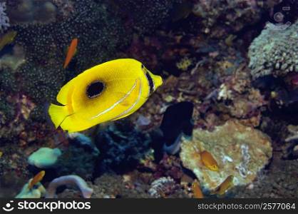 Eclipse butterflyfish swimming underwater, North Sulawesi, Sulawesi, Indonesia