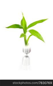 eco concept: light bulb with plant inside isolated on white