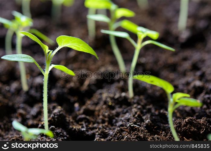 Eco friendly agricultural production - young tomato plant seedlings in greenhouse in close-up