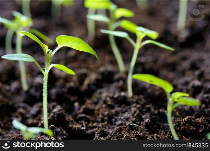 Eco friendly agricultural production - young tomato plant seedlings in greenhouse in close-up