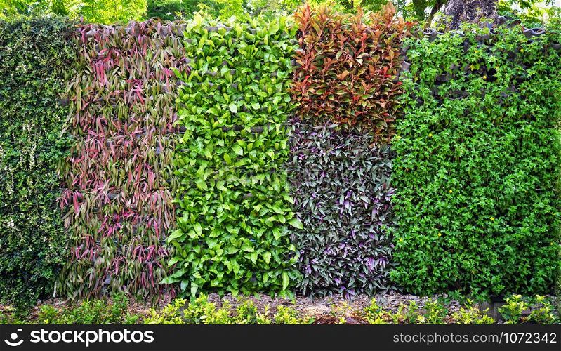 Eco green plant background / Pattern nature wall texture green leaves various types colorful floral growing in the garden beautiful