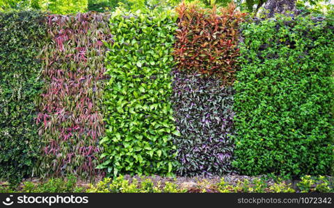 Eco green plant background / Pattern nature wall texture green leaves various types colorful floral growing in the garden beautiful