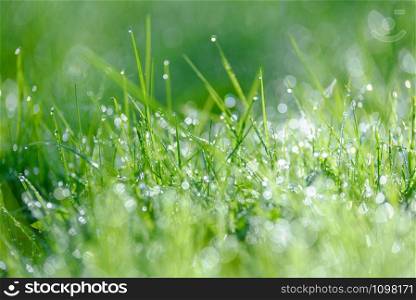 Eco Nature Background with drops of dew on a fresh green grass with beautiful bokeh effect