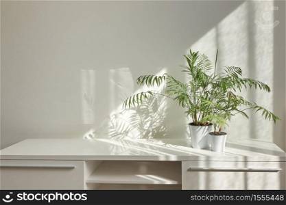Eco stylish interior table with green natural houseplants and shadows on the light wall from the window on a sunny day, copy space. Eco working place.. Stylish interior desk with green houseplants and shadows on the wall.