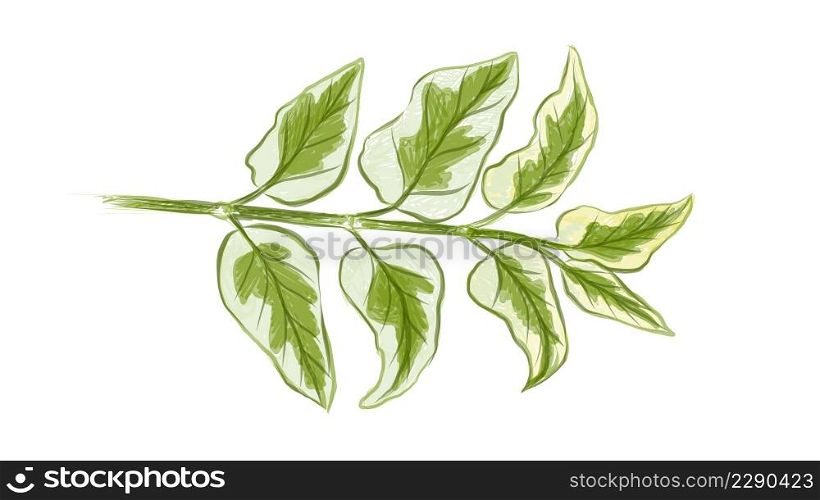 Ecological Concept, Illustration of Asystasia Gangetica, Chinese Violet, Coromandel, Creeping Foxglove or Asystasia Leaves Isolated on A White Background.