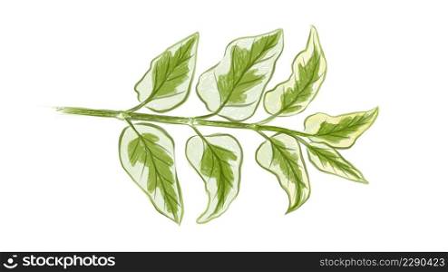 Ecological Concept, Illustration of Asystasia Gangetica, Chinese Violet, Coromandel, Creeping Foxglove or Asystasia Leaves Isolated on A White Background.
