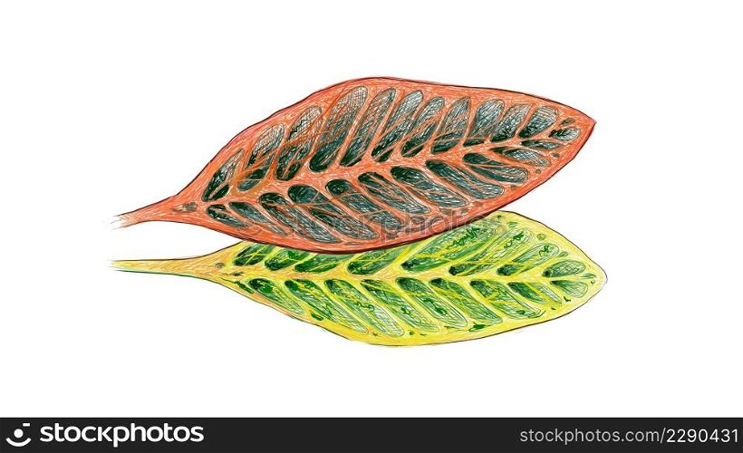 Ecological Concept, Illustration of Beautiful Green and Yellow Spot Croton Plants or Codiaeum Variegatium Plants For Garden Decor.