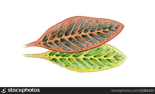 Ecological Concept, Illustration of Beautiful Green and Yellow Spot Croton Plants or Codiaeum Variegatium Plants For Garden Decor.