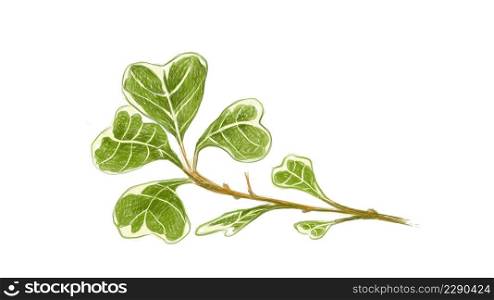 Ecological Concept, Illustration of Ficus Deltoidea, Mistletoe Fig or Mistletoe Rubber Plant for Garden Decoration.
