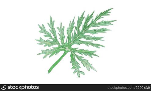 Ecological Concept, Illustration of Philodendron Selloum, Lacy Tree Philodendron or Horsehead Philodendron Leaf on White Background.