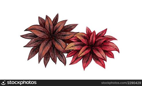 Ecological Concept, Illustration of Tropical Pink Cordyline Fruticos Flowers with Purple Leaves for Garden Decoration.