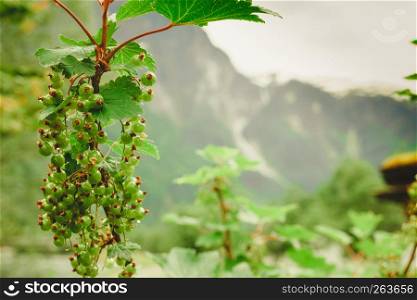 Ecological fruit plantation concpet. Green ripening currant on shrub, norway mountains in background.. Green ripening currant on shrub in mountains