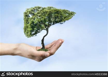 Ecology and health concept. Close up of hand holding green tree concept