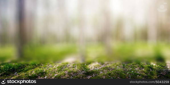 Ecology background. Clear wild forest summer panorama. Ecology background