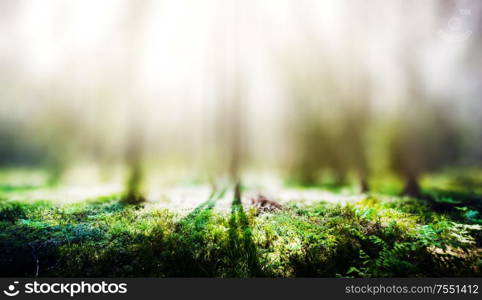 Ecology background. Clear wild forest summer panorama. Ecology background
