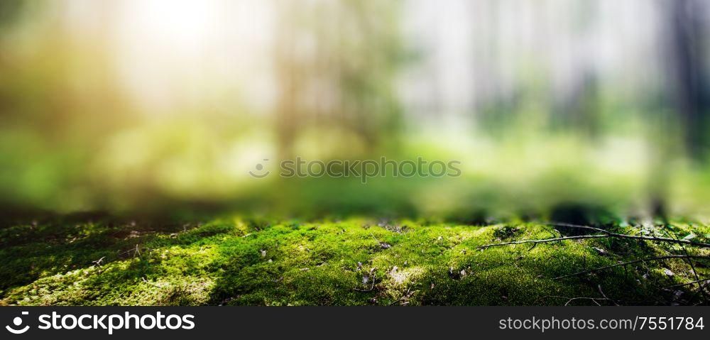 Ecology background. Clear wild forest summer panorama. Ecology background