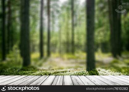 Ecology background. Clear wild forest summer panorama. Ecology background outdoor landscape