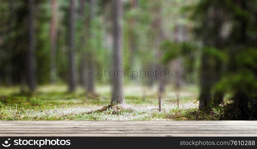 Ecology background. Clear wild forest summer panorama. Ecology background outdoor landscape