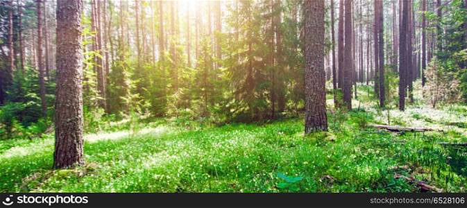 Ecology background. Clear wild forest summer panorama. Ecology background outdoor landscape. Ecology background outdoor landscape