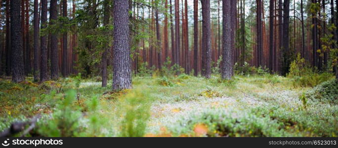 Ecology background. Ecology background. Clear wild forest summer panorama. Ecology background