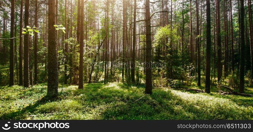 Ecology background landscape. Ecology background. Clear wild forest summer panorama. Ecology background landscape