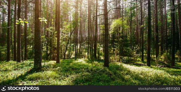 Ecology background landscape. Ecology background. Clear wild forest summer panorama. Ecology background landscape