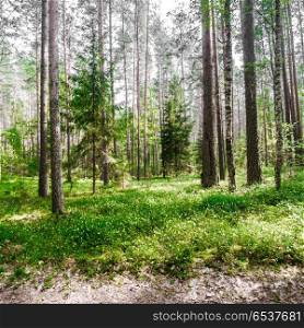Ecology background outdoor landscape. Ecology background. Clear wild forest summer panorama. Ecology background outdoor landscape