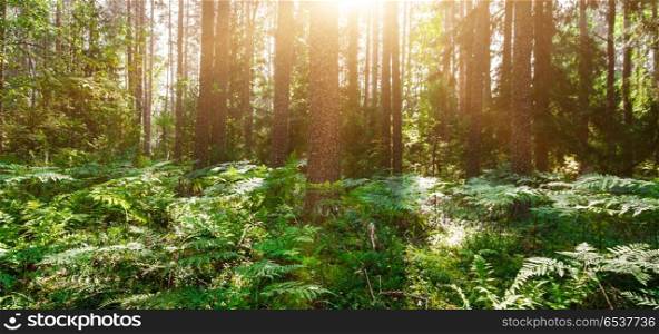 Ecology background outdoor landscape. Ecology background. Clear wild forest summer panorama. Ecology background outdoor landscape