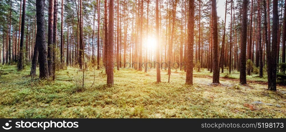Ecology background w. Ecology background. Clear wild forest summer panorama. Ecology background w