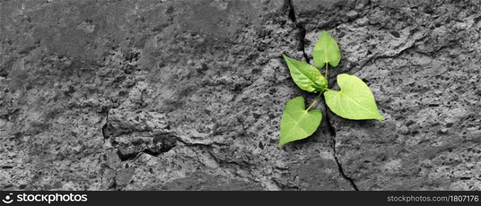 Ecology concept and new life symbol as a seedling young plant overcoming a difficult environment growing through a crack in cement as a persistence and determination metaphor.
