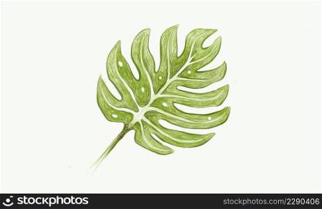 Ecology Concepts, Green Leaves of Swiss Cheese Plant or Monstera Deliciosa.