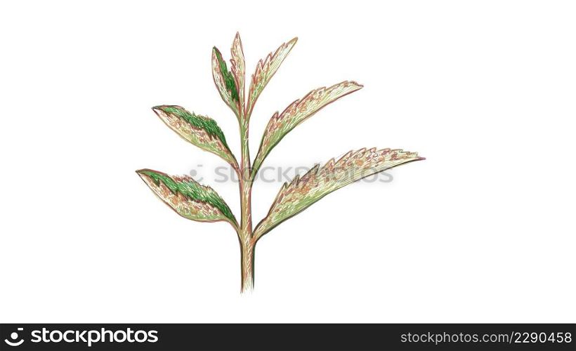 Ecology Concepts, Illustration of Beautiful Kalanchoe Tubiflora Succulent Plants for Garden Decoration.
