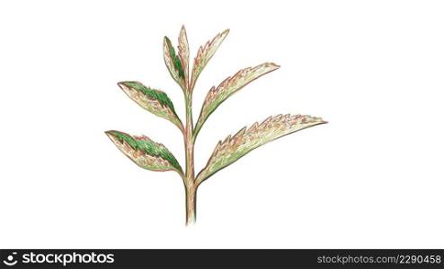 Ecology Concepts, Illustration of Beautiful Kalanchoe Tubiflora Succulent Plants for Garden Decoration.