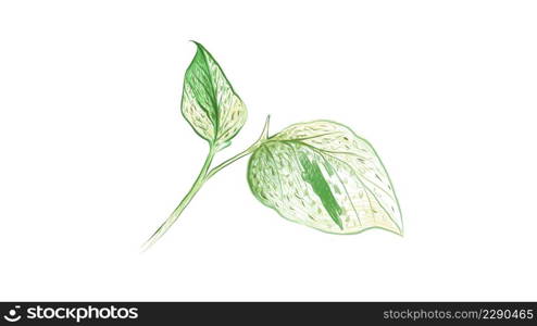 Ecology Concepts, Illustration of Epipremnum Aureum, Golden Pothos, Hunter&rsquo;s Robe, Ivy Arum, Money Plant or Silver Vine Creeper Plant.