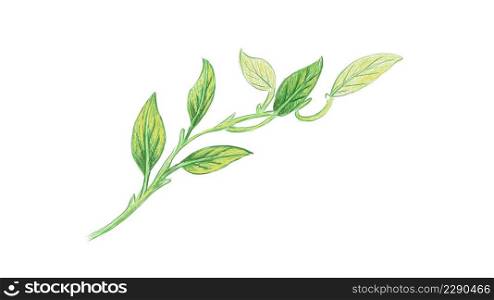 Ecology Concepts, Illustration of Epipremnum Aureum, Golden Pothos, Hunter&rsquo;s Robe, Ivy Arum, Money Plant or Silver Vine Creeper Plant.