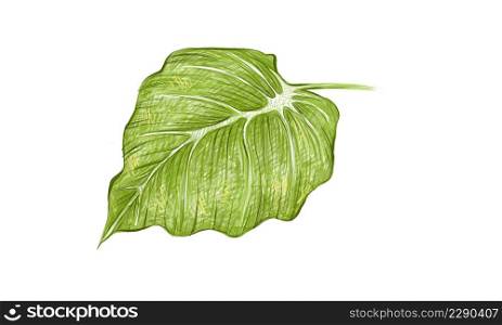 Ecology Concepts, Illustration of Green Leaf of Elephant Ear, Philodendron or Colocasia Plants.